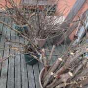 ヒメ日記 2026/01/28 16:01 投稿 瀬川しずえ MADAM