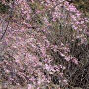ヒメ日記 2026/04/14 18:31 投稿 瀬川しずえ MADAM