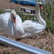 ヒメ日記 2026/05/20 11:16 投稿 瀬川しずえ MADAM