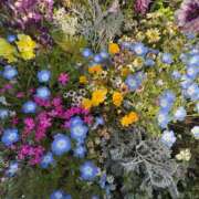 ヒメ日記 2026/01/31 14:01 投稿 藤崎るあ MADAM