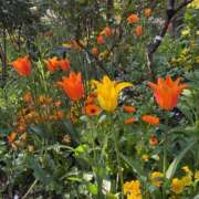 藤崎るあ むかいます MADAM