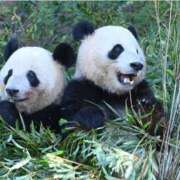 杉下あんな 国内にパンダがいなくなる MADAM