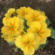 ヒメ日記 2026/03/09 00:31 投稿 杉下あんな MADAM