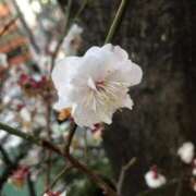 ヒメ日記 2026/03/17 23:31 投稿 杉下あんな MADAM