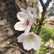 ヒメ日記 2026/04/03 00:01 投稿 杉下あんな MADAM