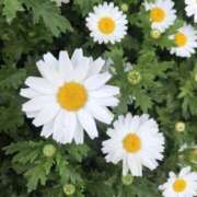 ヒメ日記 2026/04/04 00:01 投稿 杉下あんな MADAM