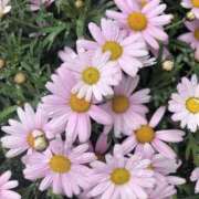 ヒメ日記 2026/04/06 00:01 投稿 杉下あんな MADAM