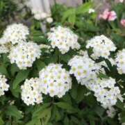 杉下あんな 落ち込んでたけど MADAM