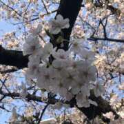 ヒメ日記 2026/04/30 00:16 投稿 杉下あんな MADAM