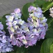 杉下あんな 今年の夏のはじめて MADAM
