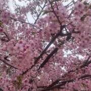 ヒメ日記 2026/03/07 14:02 投稿 はく りんくう泉佐野ちゃんこ