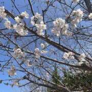 ヒメ日記 2026/03/28 15:32 投稿 はく りんくう泉佐野ちゃんこ