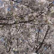 ヒメ日記 2026/04/10 12:32 投稿 はく りんくう泉佐野ちゃんこ