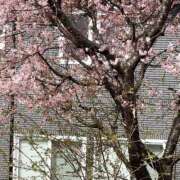 ヒメ日記 2026/03/07 17:09 投稿 松下こなた 色気あるワイフ