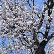 ヒメ日記 2026/03/29 12:36 投稿 冬香 昼顔妻 五反田店