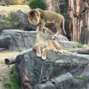 ヒメ日記 2025/12/20 21:11 投稿 りん 船橋ときめき女学園