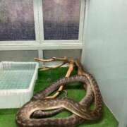 ヒメ日記 2026/01/03 10:41 投稿 りん 船橋ときめき女学園