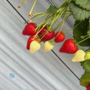 ヒメ日記 2026/04/18 21:43 投稿 りん 船橋ときめき女学園