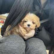 ヒメ日記 2025/12/26 22:42 投稿 織部　りさ えちごやMM商事