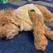 ヒメ日記 2025/12/21 21:02 投稿 潮蜜夜　ゆの えちごやMM商事