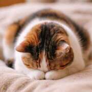 ヒメ日記 2025/12/27 12:29 投稿 潮蜜夜　ゆの えちごやMM商事