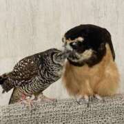 ヒメ日記 2026/01/12 20:42 投稿 蜂蜜　れもん えちごやSS商事