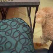 ヒメ日記 2026/01/25 03:52 投稿 蜂蜜　れもん えちごやSS商事