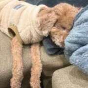 ヒメ日記 2026/01/26 13:12 投稿 蜂蜜　れもん えちごやSS商事