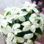 ヒメ日記 2025/12/20 18:58 投稿 のりか 川越おかあさん