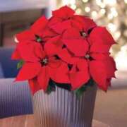 のりか 世間は♪ 大宮おかあさん