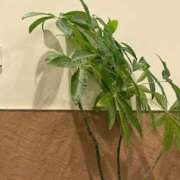 ヒメ日記 2026/01/07 18:09 投稿 れん 帯広黒い金魚