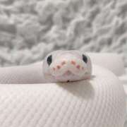 ヒメ日記 2025/12/31 07:16 投稿 みあ CUTE