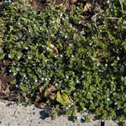 ヒメ日記 2026/03/04 07:01 投稿 みあ CUTE