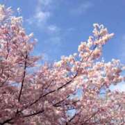 ヒメ日記 2026/04/05 01:46 投稿 みあ CUTE