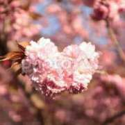ヒメ日記 2026/03/28 16:31 投稿 山中かなえ MADAM
