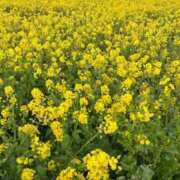 ヒメ日記 2026/03/15 10:30 投稿 せいな FAIRY Fukuoka Nakasu