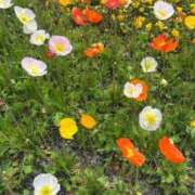 ヒメ日記 2026/03/29 09:03 投稿 せいな FAIRY Fukuoka Nakasu