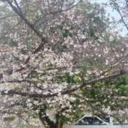 ヒメ日記 2026/04/03 07:33 投稿 せいな FAIRY Fukuoka Nakasu