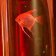 ヒメ日記 2025/12/21 14:05 投稿 えな 丸妻 厚木店