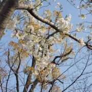 ヒメ日記 2026/03/28 12:21 投稿 はる 和歌山人妻援護会