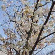 ヒメ日記 2026/03/30 11:10 投稿 はる 和歌山人妻援護会