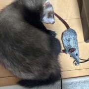 ヒメ日記 2025/12/18 21:56 投稿 楓(かえで) 出張メンズエステ TORICO SPA 高知店