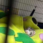 ヒメ日記 2026/01/07 01:45 投稿 楓(かえで) 出張メンズエステ TORICO SPA 高知店