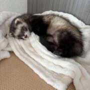 ヒメ日記 2026/01/15 08:45 投稿 楓(かえで) 出張メンズエステ TORICO SPA 高知店