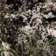 ヒメ日記 2026/01/19 16:33 投稿 楓(かえで) 出張メンズエステ TORICO SPA 高知店