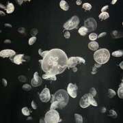 ヒメ日記 2026/01/20 20:36 投稿 楓(かえで) 出張メンズエステ TORICO SPA 高知店