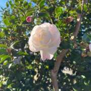 ヒメ日記 2026/01/21 23:28 投稿 楓(かえで) 出張メンズエステ TORICO SPA 高知店