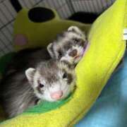 ヒメ日記 2026/02/04 00:37 投稿 楓(かえで) 出張メンズエステ TORICO SPA 高知店