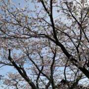 ヒメ日記 2026/03/01 23:43 投稿 楓(かえで) 出張メンズエステ TORICO SPA 高知店