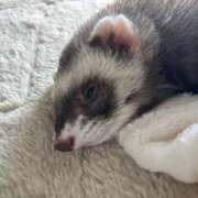 ヒメ日記 2026/03/23 20:09 投稿 楓(かえで) 出張メンズエステ TORICO SPA 高知店